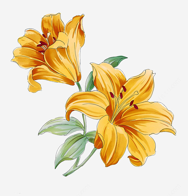 插画手绘百合花png免抠素材_新图网 h...