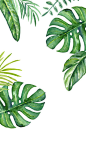 DLOLLEYS HELP: iPhone 5s Jungle Leaves Wallpapers