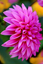 A hot pink dahlia: 