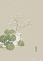 #365天生日花#  
2月8日 虎耳草(Saxifrage) 
花语 ：真切的爱情