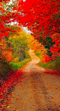乡村道路的秋天<br/>autumn country road