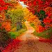 乡村道路的秋天
autumn country road