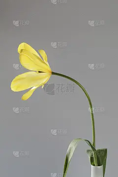 白色背景上的黄色郁金香花瓶。副本的空间。园艺的概念。情人节贺卡，妇女和母亲节，生日快乐，复活节