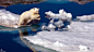 ID-939593-勇敢的北极熊高清大图