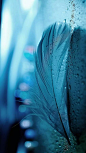 Feathers Photograph - Feather  by Mohammad saquib Shakoor
