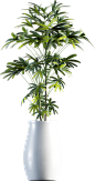 Plant 4 (2)