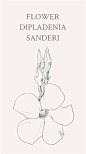 飘香藤（学名：Dipladenia sanderi或Mandevilla sanderi）是一种新型藤本植物，飘香藤花语：爱情、美德。