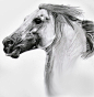 Horse- Pencil Sketch by DoubleVixen