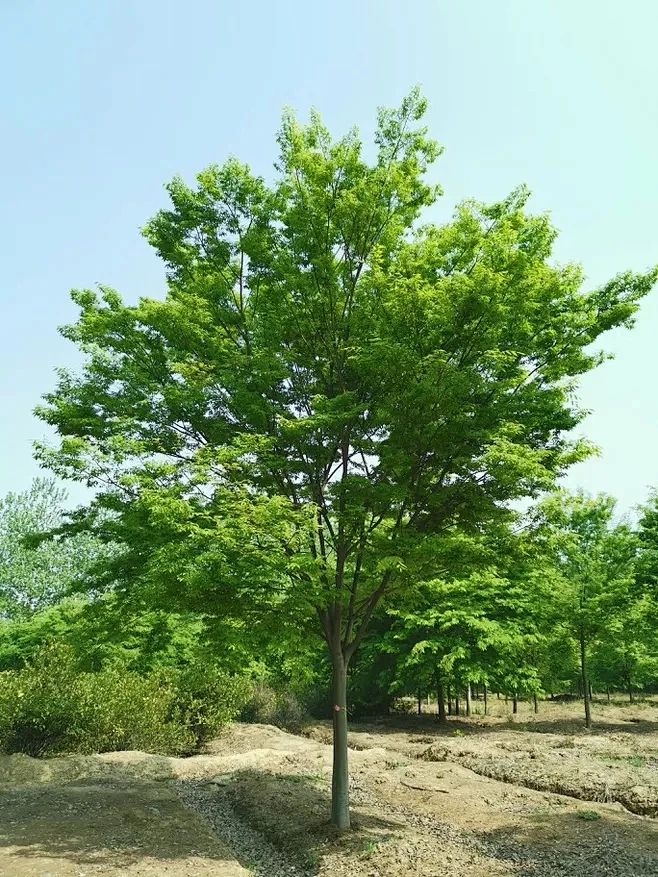 榉树图片_JG景观 | 植物品种图片素材-花瓣网