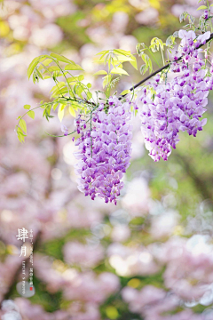 琴瑟＆笙箫采集到花