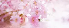 摄影樱花鲜花背景 美景 花朵 花瓣 花蕾 风景 鲜艳 鲜花 摄影照片 设计图片 免费下载 页面网页 平面电商 创意素材 png图片