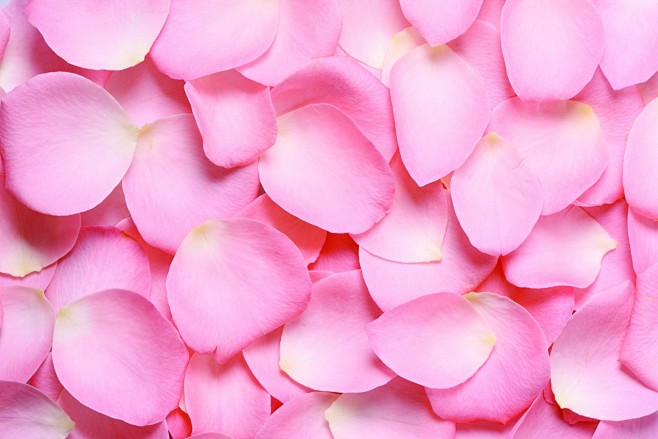 玫瑰花瓣 (2)