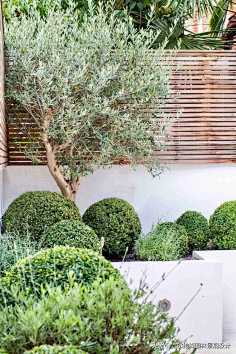 植物空间-花瓣网|陪你做生活的设计师 | 白竹,紫竹,刚竹,黄金镶碧玉竹