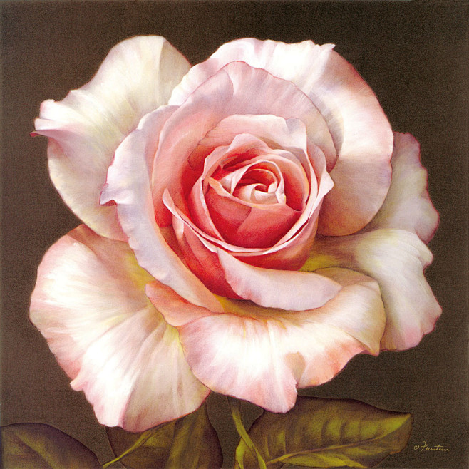 粉色玫瑰花油画图片