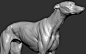 alpha-models-greyhound-dog-sculpt-3-b93936f3-er04
