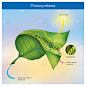 Photosynthesis is a process by plants and other or