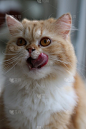 我的小猫咪