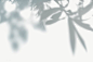 Shadow of leaves on a wall | free image by rawpixel.com