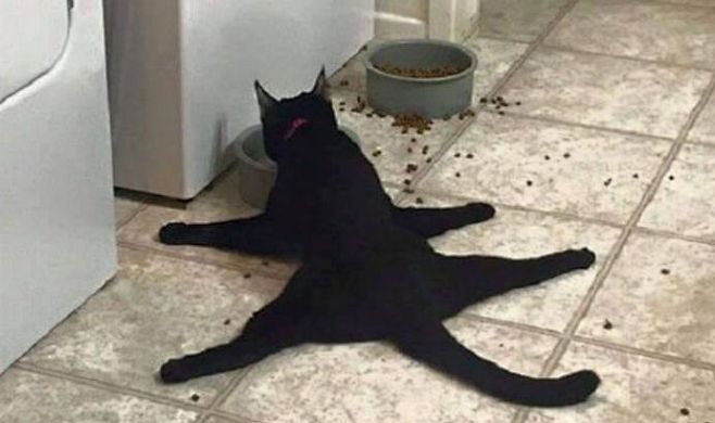 黑猫到底是一种什么形态的生物？ ​​​​