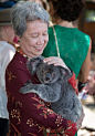 在澳大利亚拥抱考拉合影 用英语称赞“wonderful”_新闻_腾讯网-----新加坡总理的夫人与考拉拥抱