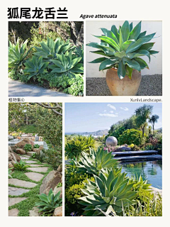 Kano·川页采集到A-3植物种单体