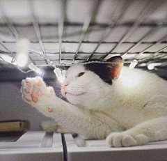 Henriz采集到猫