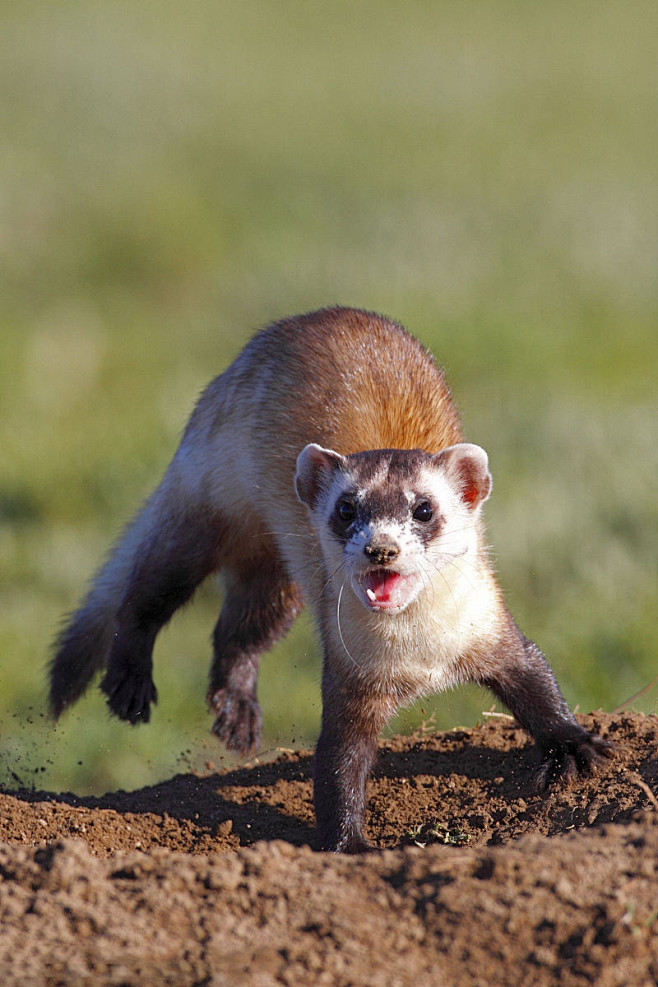 食肉目鼬科草原鼬属草原鼬
