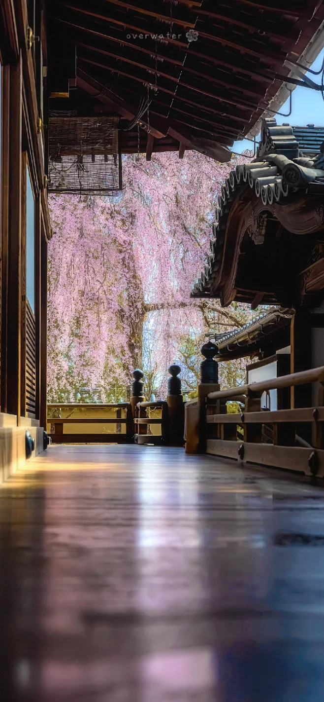 氛围概念内的花瓣采集图片-Rriii