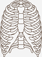 肋骨器官线条手绘图免抠素材_新图网 https://ixintu.com 人体内脏 人体肋骨 内脏 器官 手绘器官 手绘肋骨 肋骨