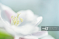 浪漫花朵海棠花蕊细节图片素材