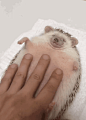 gifsboom:

Video: Chubby Hedgehog Enjoys a Belly Rub
