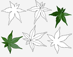 歌德不想巴赫采集到手绘树叶素材