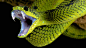 General 1600x900 nature animals snake black background skin fangs reptiles