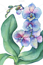 蝴蝶兰一种热带蓝花兰(蝴蝶兰，石斛兰)的分枝，有叶近距离杂交兰花。手绘水彩画插图孤立在一个白色的背景
