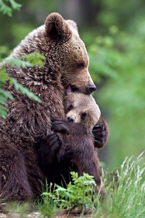 Bear Hugs ♥