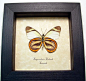 Hesperocharis Hirlanda | Real Butterfly Gifts Framed Butterflies and Insect Displays