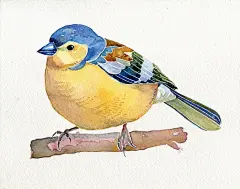 冇小雨  的插画 今天再发只鸟吧。。