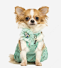 穿着衣服的狗狗高清素材 免抠 动物 可爱 实物 宠物 狗狗 元素 免抠png 设计图片 免费下载