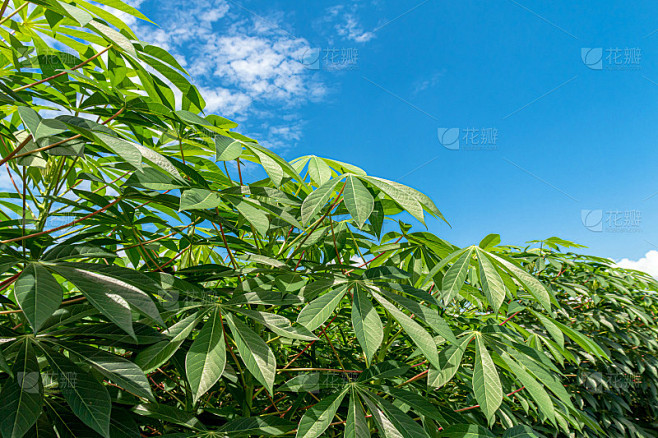 木薯树叶和天空，木薯或丝兰田，木薯叶在种植园的土地