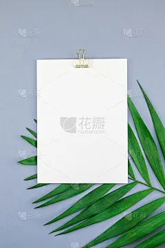 模拟空白白色明信片热带棕榈叶