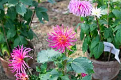 粉红色韭菜或葱形菊花花。喜爱阳光的植物群在早春到夏末开花。一种非常受欢迎的花束。它的颜色象征着爱情或