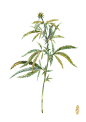 大麻
