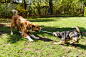 可爱的斑点狗高清摄影图片 - 素材中国16素材网