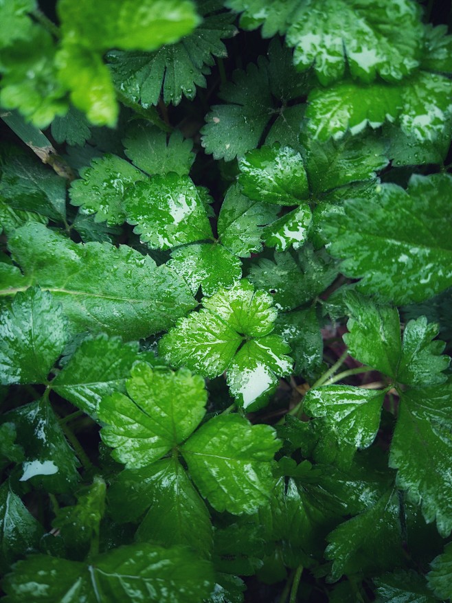 雨后绿色植物 草莓叶 植被 露水 露珠 ...