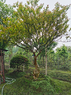 maryzhao采集到植物—点景树及树池