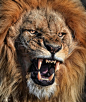 主题摄影 自然狮子王 野生动物 自然摄影 狮子 动物摄影 