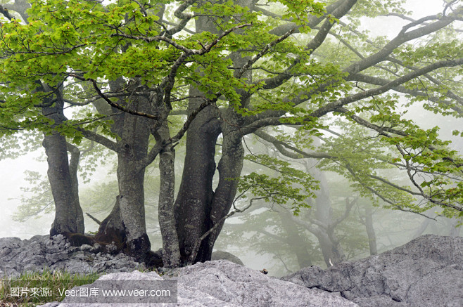 森林与雾和岩石
forest with ...