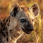 Hyena Pup by Maricha Knight van Heerden - Animals Other Mammals ( first light, animal portraiture, kruger park, puppy, small, hyena, golden hour )