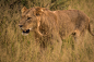 Close-up of male lion in long grass