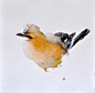 旧金山插画师Karl Martens的一组唯美鸟儿水彩画绘画作品，他将中国书法与西洋水彩相结合，用一种空灵的绘画风格让画笔下的鸟儿栩栩如生
